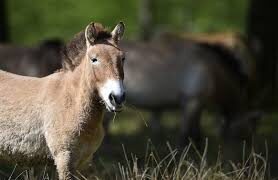 Logran clonar por primera vez a un caballo Przewalski
