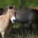 Logran clonar por primera vez a un caballo Przewalski
