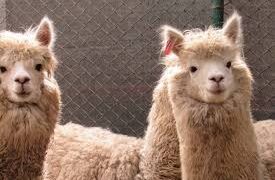 Encuentran nanocuerpos capaces de bloquear el coronavirus en las alpacas