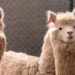 Encuentran nanocuerpos capaces de bloquear el coronavirus en las alpacas