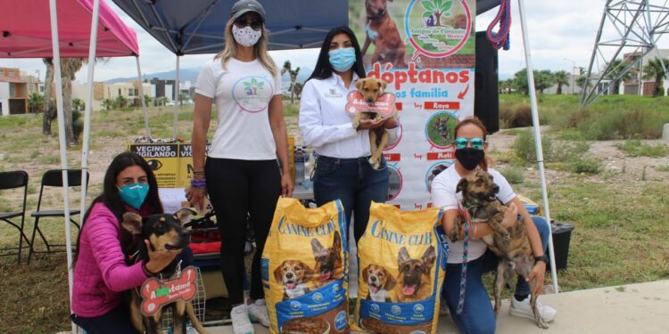 Urge atención a animales en las calles: Verónica Rodríguez