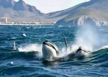 Pescadores captan a familia de orcas en el Mar de Cortés