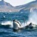 Pescadores captan a familia de orcas en el Mar de Cortés