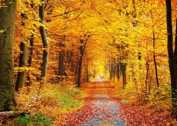 ¿Cuándo comienza el otoño este 2020?