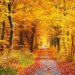 ¿Cuándo comienza el otoño este 2020?