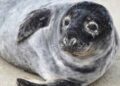 #Video Una foca gris, una pelirroja y de ojos azules sorprenden a los biólogos