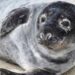 #Video Una foca gris, una pelirroja y de ojos azules sorprenden a los biólogos
