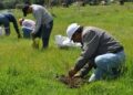 Programa Sembrando Vida beneficiará a 424 mil mexicanos