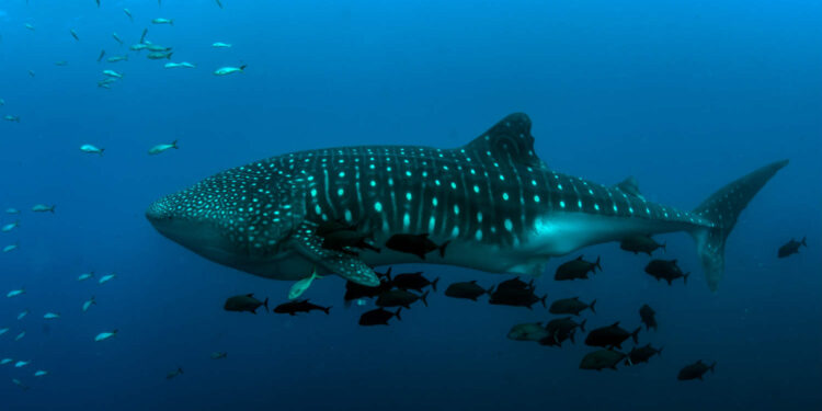 Día Internacional del Tiburón Ballena