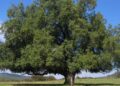 Un árbol de Chile, podría ayudar a crear vacuna contra covid-19