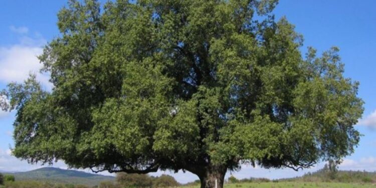 Un árbol de Chile, podría ayudar a crear vacuna contra covid-19