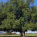 Un árbol de Chile, podría ayudar a crear vacuna contra covid-19