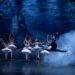 La Compañía Nacional de Danza ofrecerá en línea El lago de los cisnes
