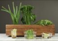 ¿Cómo replantar restos de vegetales en tu cocina?