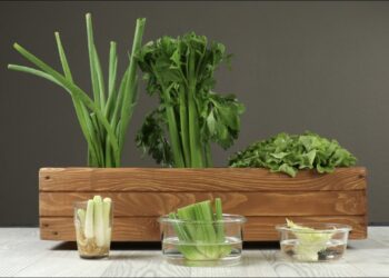 ¿Cómo replantar restos de vegetales en tu cocina?