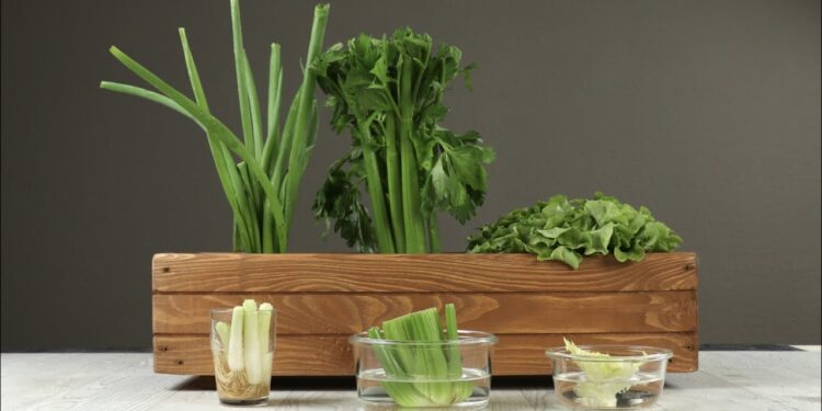 ¿Cómo replantar restos de vegetales en tu cocina?