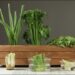 ¿Cómo replantar restos de vegetales en tu cocina?