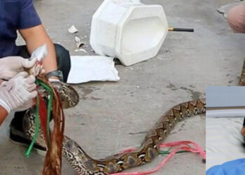 #Video Serpiente le muerde el pene cuando estaba en inodoro