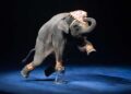 Francia prohibirá el uso de animales salvajes en circos