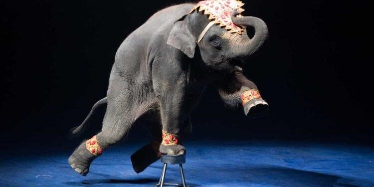 Francia prohibirá el uso de animales salvajes en circos