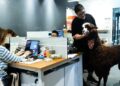 Estudio chino contrata una alpaca para desestresar a sus empleados