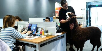 Estudio chino contrata una alpaca para desestresar a sus empleados