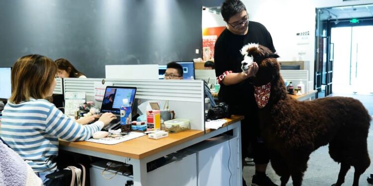 Estudio chino contrata una alpaca para desestresar a sus empleados
