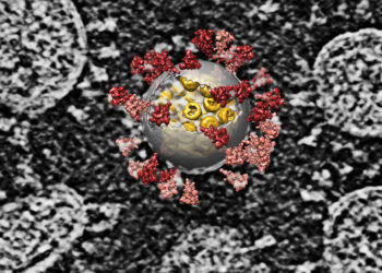 Crean clon infectivo del Sars Cov-2 para investigar su biología molecular