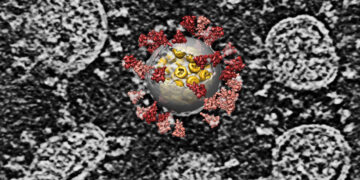 Crean clon infectivo del Sars Cov-2 para investigar su biología molecular
