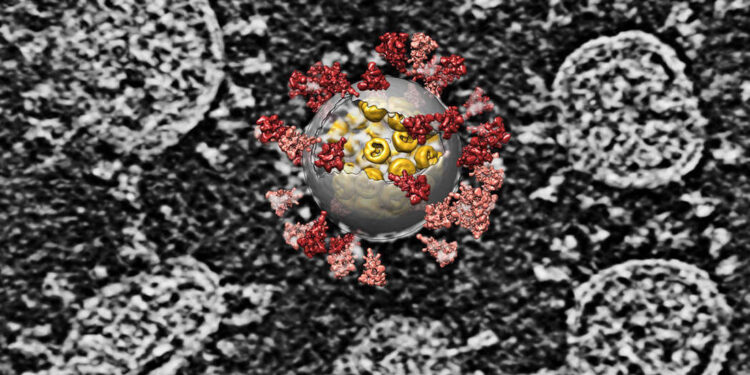 Crean clon infectivo del Sars Cov-2 para investigar su biología molecular