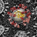 Crean clon infectivo del Sars Cov-2 para investigar su biología molecular