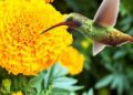 La leyenda de la flor de cempasúchil