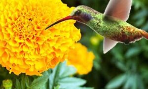 La leyenda de la flor de cempasúchil