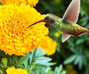 La leyenda de la flor de cempasúchil