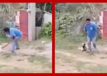 #Video Captan a hombre que mata a una perrita a machetazos