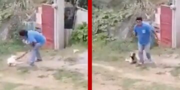 #Video Captan a hombre que mata a una perrita a machetazos