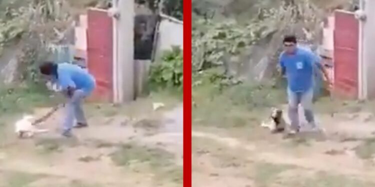 #Video Captan a hombre que mata a una perrita a machetazos