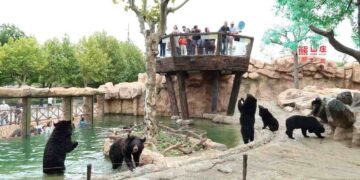 #Video Osos devoran cuidador de parque ecológico frente a turistas