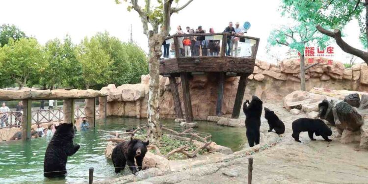 #Video Osos devoran cuidador de parque ecológico frente a turistas
