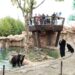 #Video Osos devoran cuidador de parque ecológico frente a turistas