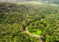 Casi el 40% de la selva amazónica podría convertirse en sabana