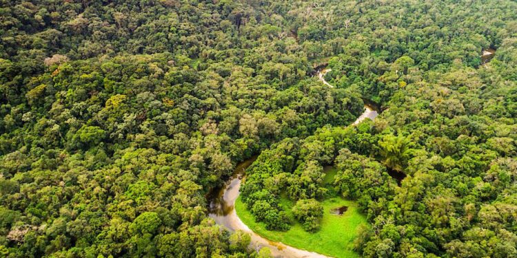 Casi el 40% de la selva amazónica podría convertirse en sabana