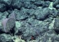 Descubren especies de coral negro codiciadas por potencial minero