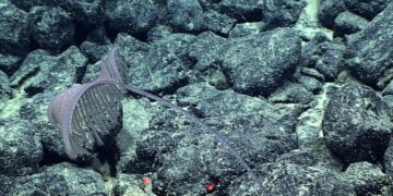 Descubren especies de coral negro codiciadas por potencial minero