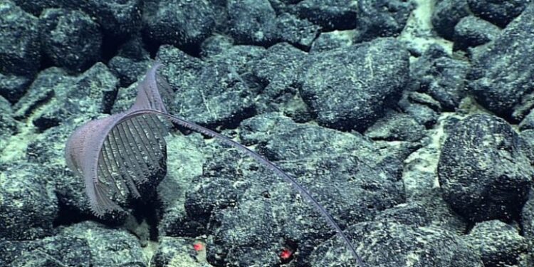 Descubren especies de coral negro codiciadas por potencial minero