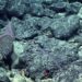 Descubren especies de coral negro codiciadas por potencial minero