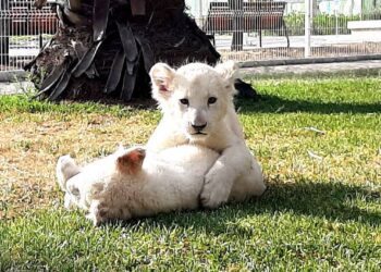 Nacen dos leones albinos en el Zoológico de Querétaro