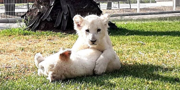Nacen dos leones albinos en el Zoológico de Querétaro