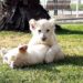 Nacen dos leones albinos en el Zoológico de Querétaro