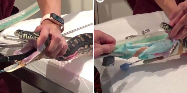 #Video Sacan una toalla de tres metros de una serpiente pitón